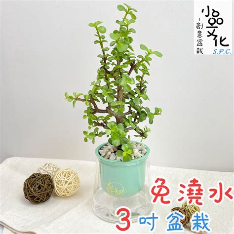 銀杏種植盆栽